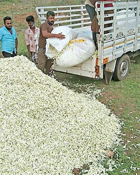 சத்தியமங்கலம் சுற்றுவட்டாரப் பகுதிகளில் பயிரான சம்பங்கிக்கு உரிய விலை கிடைக்காததால், சாலையோரங்களில் கொட்டிச் செல்லும் விவசாயிகள்.