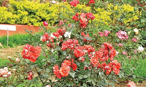கொடைக்கானல் ரோஸ் கார்டனில் பல வண்ணங்களில் பூத்துக் குலுங்கும் ரோஜா பூக்கள்.