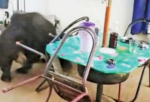 கோத்தகிரி அருகே பட்டப்பகலில் வீட்டுக்குள் கரடி புகுந்ததால் பரபரப்பு