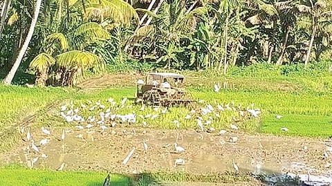 குமரி மாவட்டம் இரணியல் பகுதியில் கன்னிப்பூ சாகுபடிக்காக டிராக்டர் மூலம் வயல்களை உழுது பண்படுத்தும் பணி மும்முரமாக நடந்து வருகிறது. படம்: எல்.மோகன்.