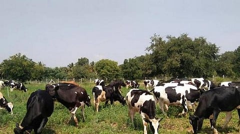 கோடை காலங்களில் கால்நடைகளுக்கு தீவன பற்றாக்குறையை போக்க மர இலையை வழங்கலாம்: திருப்பத்தூர் கால்நடை மருத்துவர் அன்புசெல்வம் ஆலோசனை
