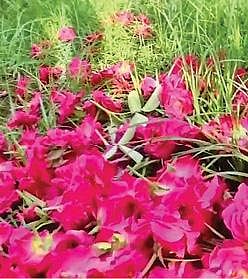 உரிய விலை இல்லாததால் நிலத் தில் கொட்டப்பட்டுள்ள பூக்கள்.