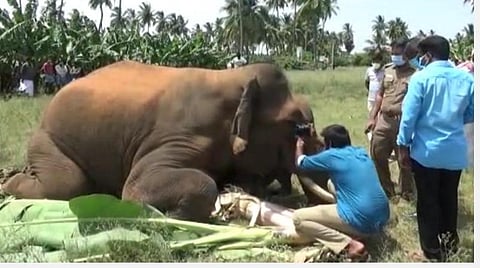 மீண்டும் சோகம்: சத்தியமங்கலம் வனப்பகுதியில் மின்வேலியில் சிக்கி ஆண் யானை பலி