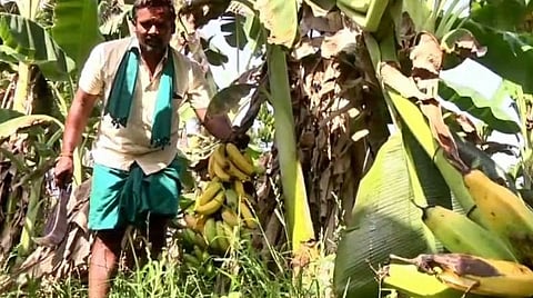 சந்தை புதுகுப்பத்தில் பல ஏக்கர் பரப்பில் பயிரிடப்பட்ட வாழை தோட்டங்களை உரமாக்க டிராக்டர் மூலம் அழிக்கும் விவசாயிகள்.