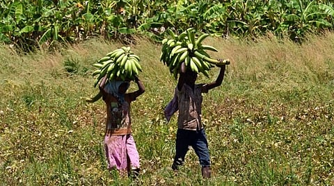 தூத்துக்குடி அருகேயுள்ள அத்திரமப்பட்டி பகுதியில் அறுவடை செய்யப்பட்ட ஏத்தன் வாழைத்தார்களை லாரியில் ஏற்றுவதற்காக சுமந்து வரும் தொழிலாளர்கள். படம்: என்.ராஜேஷ்