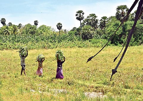 தூத்துக்குடி அருகேயுள்ள அத்திமரப்பட்டி பகுதியில் அறுவடை செய்யப்பட்ட ஏத்தன் வாழைத்தார்களை லாரியில் ஏற்றுவதற்காக சுமந்து வரும் தொழிலாளர்கள். படம்: என்.ராஜேஷ்
