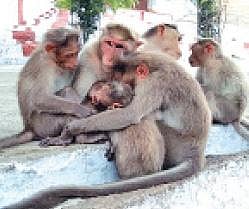 திருமூர்த்திமலையில் உணவின்றி தவிக்கும் குரங்குகள்