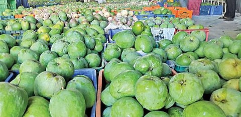 காவேரிப்பட்டணத்தில் மா மண்டிகளில் விற்பனைக்காக கொண்டு வரப்பட்ட மாங்காய்கள்.