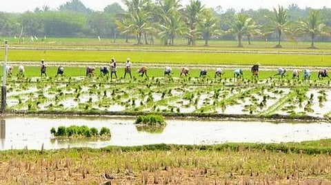 குறுவை நெல் குவிண்டால் விலை ரூ.1,940 ஆக நிர்ணயம்: குறைந்தபட்ச ஆதரவு விலை தொடரும் என மத்திய அரசு அறிவிப்பு
