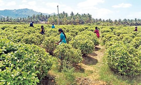 கிருஷ்ணகிரி அருகே உள்ள மல்லிகை தோட்டத்தில், பூக்கள் பறிக்கும் பணியில் ஈடுபட்டுள்ள தொழிலாளர்கள்.