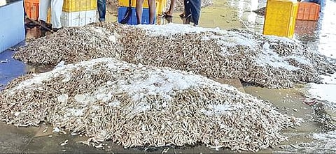 குளச்சல் மீன்பிடி துறைமுகத்தில் நெத்திலி மீன்களை விற்பனைக்கு குவித்து வைத்துள்ளனர்.