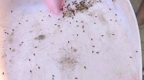 காரைக்குடி அருகே முத்து நகரில் உள்ள ஒரு வீட்டில் படிந்துள்ள வண்டுகள்.