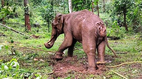 கூடலூரில் காயத்துடன் சுற்றித் திரிந்த யானை பிடிபட்டது: வனத்துறை சிகிச்சை