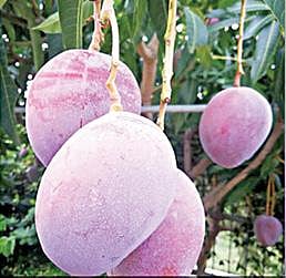 மத்திய பிரதேசம், ஜபல்பூரில், சங்கல்ப் சிங் பண்ணையில் காய்த்திருக்கும் மியாசாகி மாம்பழங்கள்.