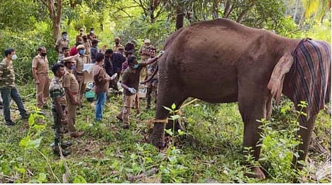 குமரி அருகே வனப்பகுதியில் சிகிச்சையின்போது இறந்த பெண் யானையின் உடற்கூறுகள் ஆய்வுக்கு அனுப்பிவைப்பு