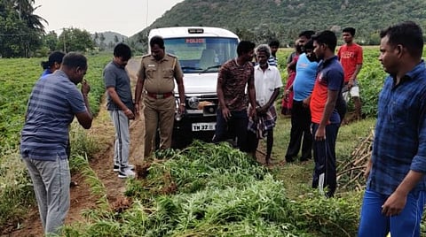 கல்வராயன் மலையில் மரவள்ளிக் கிழங்கு விளைநிலத்தில் பயிரிடப்பட்ட கஞ்சா செடிகளை பறிமுதல் செய்த போலீஸார்.
