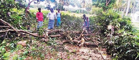 போச்சம்பள்ளி அருகே என்.தட்டக்கல் கிராமத்தில் மாந்தோட்டங்களில் மாமரங்களை வெட்டி அகற்றும் பணியில் ஈடுபட்டுள்ள மா விவசாயிகள்.