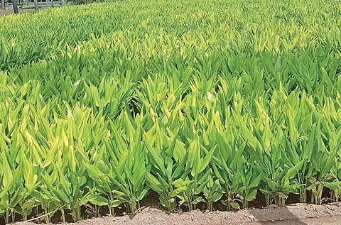 மஞ்சள் விளைச்சலை அதிகரிப்பது எப்படி? : பொங்கலூர் வேளாண் அறிஞர்கள் விளக்கம்