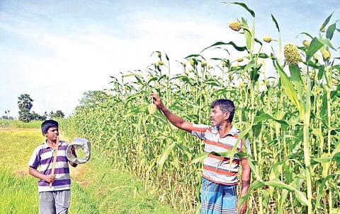 பாசாங்கு காட்டும் பருவமழைக்கும், வெளுத்து வாங்கும் வெயிலுக்கும் மத்தியில் மானாவாரி நிலத்தோடு மல்லுக்கட்டும் விவசாயிகள், வெள்ளாமை எடுக்க நினைத்தால், வெறுங்கை தான் மிச்சமாகிறது. இதில் விதிவிலக்காக திருநெல்வேலி கோபாலசமுத்திரம் பகுதியில் திரட்சியாய் விளைந்து நிற்கின்றன சோளக் கதிர்கள். பறவைகளை விரட்ட தகர டப்பாவை தட்டி ஒலி எழுப்புகிறான் சிறுவன். படம்: மு.லெட்சுமி அருண்