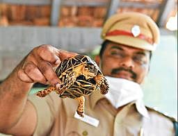 சேலம் சூரமங்கலம் பகுதியில் வனத் துறையினரால் மீட்கப்பட்ட நட்சத்திர ஆமை. படம்: எஸ்.குரு பிரசாத்