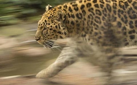 பிறந்தநாள் கேக்கால் சிறுத்தையிடமிருந்து தப்பித்த சகோதரர்கள்