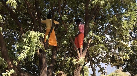கோவை சிறுவாணி செல்லும் வழியில் உள்ள சர்க்கார் போரத்தில் பழங்குடியின கிராமத்தில் தடுப்பூசி செலுத்திக்கொள்ள பயந்து மரத்தில் ஏறிப் பதுங்கிய இளைஞர்கள்.