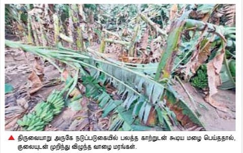 திருவையாறு பகுதியில் காற்றுடன் மழை: 5 ஆயிரம் வாழை மரங்கள் முறிந்து விழுந்து சேதம்