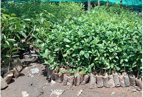 பிரதிநிதித்துவப் படம்