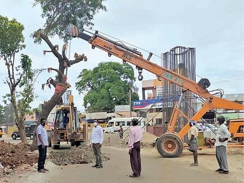 உக்கடம் - ஆத்துப்பாலம் மேம்பால பணிக்காக வெட்டப்பட இருந்த புங்கன் மரத்தை தோண்டி எடுத்து மறுநடவு: மேலும் 4 மரங்களை அகற்றி வேறு இடத்தில் நட முடிவு