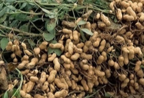 பிரதிநிதித்துவப் படம்