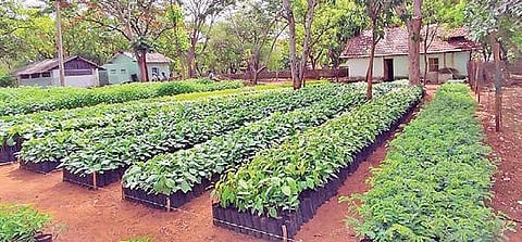 கோவை மாவட்ட வனவியல் விரிவாக்க கோட்டத்தின் மூலம் விவசாயிகளுக்கு வழங்க தயார் நிலையில் உள்ள மரக்கன்றுகள்.