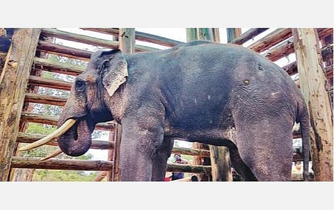 மசினகுடி அருகே மரக்கூண்டில் அடைக்கப்பட்டுள்ள ‘ரிவால்டோ' யானையை வனத்தில் விடுவிக்க உத்தரவு