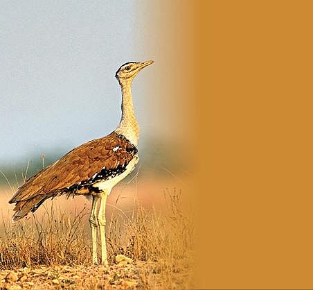 நம் கரிசன எல்லைக்குள் ஏன் கானமயில் வருவதில்லை?