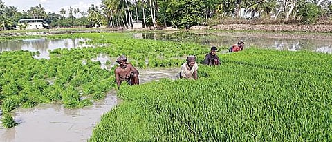 தஞ்சாவூர் மாவட்டம் ஈச்சங்கோட்டை கிராமத்தில் குறுவை நெல் நாற்றுகளை பறிக்கும் விவசாயத் தொழிலாளர்கள். படம்: வி.சுந்தர்ராஜ்