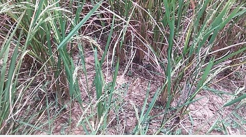 சிவகங்கை அருகே அல்லூர் பனங்காடியில் தண்ணீர் பாய்ச்சாததால் கருகிய நெற்பயிர்கள்.