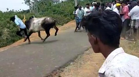 காரைக்குடி அருகே கல்லல் புரண்டி கண்மாயில் நடந்த மஞ்சுவிரட்டில் சீறிப்பாய்ந்த காளை.