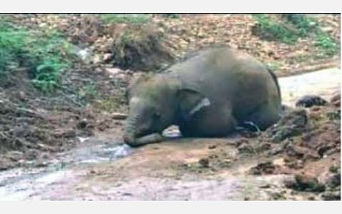 சேற்றில் சிக்கி உயிரிழந்த குட்டியானை: 2-ம் நாளாக தாய் யானை பாசப்போராட்டம்