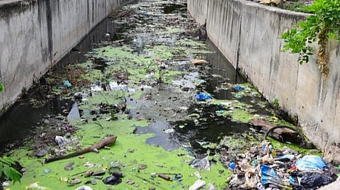படம்: எஸ்.கிருஷ்ணமூர்த்தி