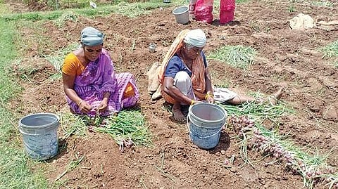 திண்டுக்கல் அருகே முத்தனம்பட்டி பகுதியில் விளைந்துள்ள வெங்காயத்தை அறுவடை செய்யும் பெண் தொழிலாளிகள்.