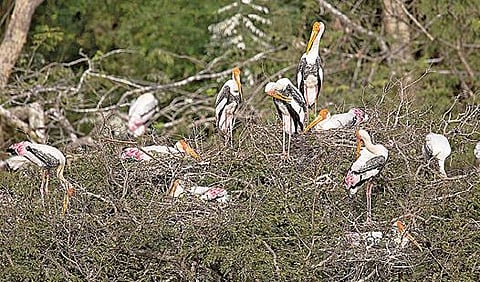 கிருஷ்ணகிரி மாவட்டம் ஓசூரில் டிவிஎஸ் நிறுவன வளாகத்தில் உள்ள வனப் பகுதியில் காணப்படும் பறவைகள்.