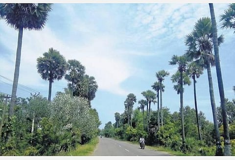 பனை மரத்தை வெட்ட ஆட்சியர் அனுமதி கட்டாயம்; பனை மேம்பாட்டுக்கு ரூ.3 கோடி
