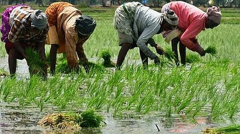 நெற்பயிர்களுக்கு காப்பீடு இல்லை: டெல்டா விவசாயிகள் அதிர்ச்சி