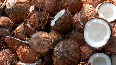 தேங்காயை மதிப்புக்கூட்டும் பொருளாக மாற்றி ஏற்றுமதி செய்யும் வாய்ப்பை ஏற்படுத்த வேண்டும்: தமிழ்நாடு வளர்ச்சி கொள்கைக் குழுவிடம் விவசாயிகள் வலியுறுத்தல்