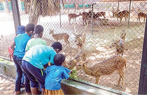127 நாட்களுக்கு பிறகு வண்டலூர், கிண்டி பூங்காக்கள் திறப்பு: கட்டுப்பாடுகளுடன் பார்வையாளர்களுக்கு அனுமதி