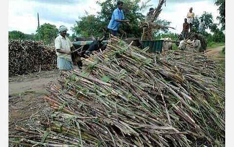 கரும்பு கொள்முதல் விலை டன்னுக்கு ரூ.50 உயர்வு: மத்திய அரசின் அறிவிப்பு ஏமாற்றம் தருவதாக டெல்டா விவசாயிகள் வேதனை