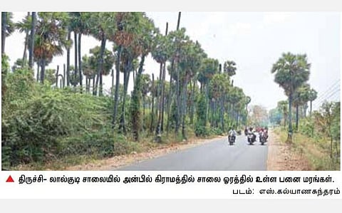 100 நாள் பணியில் பனை விதை நடவு: தமிழக அரசுக்கு இயற்கை ஆர்வலர்கள் கோரிக்கை