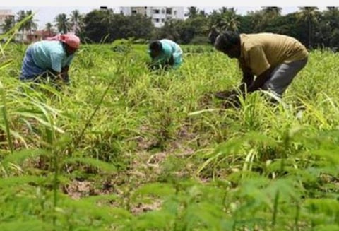உரமில்லை, நெல் கொள்முதல் இல்லை: விவசாயிகள் வேதனைக்கு விடிவு எப்போது?- மநீம கேள்வி