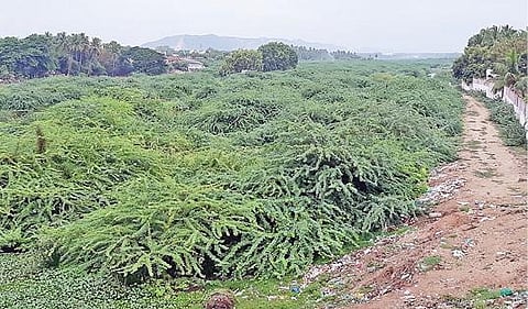 விளாங்குடி வைகை ஆற்றில் காடுபோல வளர்ந்துள்ள சீமைக்கருவேல மரங்கள்.