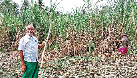 பள்ளிபாளையம் அருகே பாப்பம்பாளையத்தில், இயற்கை உரங்களை பயன்படுத்தி அறுவடை செய்யப்பட்ட கரும்பு வயலில் உள்ள இயற்கை விவசாயி செ.நல்லசிவம். படம்: கி. பார்த்திபன்.