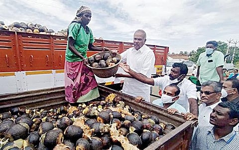 தமிழக சட்டப்பேரவைத் தலைவர் அப்பாவு 1 லட்சம் பனை விதைகளை ஏற்றிய லாரிகளை ராதாபுரத்தில் இருந்து சென்னைக்கு அனுப்பி வைத்தார்.